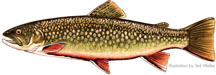 ALL ABOUT TROUT - PENNSYLVANIA TROUT IN THE CLASSROOM
